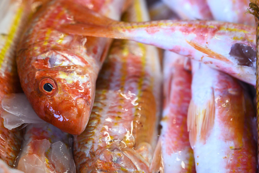 Pescado de Eurofish Roquetas: sano, limpio y de calidad
